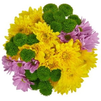 Fresh-Cut-Small-Rainbow-Poms-Flower-Bunch-Minimum-of-7-Stems-Colors-Vary_7bc4be5a-ca59-410d-9670-e66547ca49d0.61e0575045200e8f8636fe215b3fede8-300x300-1.jpeg